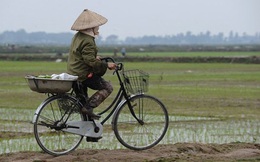 Thí điểm tích tụ đất đai đầu tư nông nghiệp tại Thái Bình và Hà Nam