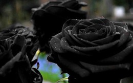 Xôn xao loài hoa hồng đen cực quý hiếm, chỉ trồng được ở duy nhất 1 ngôi làng