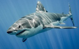 Nhiều công ty do “Shark” Trần Anh Vương lãnh đạo lỗ liên tục, cổ phiếu “rẻ như rau”