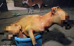 Hình ảnh rùng rợn trong những trang trại thịt chó: Nỗi đau của những chú chó phải chứng kiến cái chết của đồng loại
