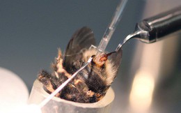 Đằng sau sự ngọt ngào: Sự thật khủng khiếp bên trong các trại nuôi ong lấy mật