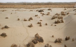 Một thành viên APEC đã làm nên kỳ tích: Biến 200ha sa mạc thành đồng xanh!