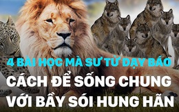 Sư tử dạy Báo cách để sống chung với bầy Sói hung hãn, ai trong chúng ta cũng nên suy ngẫm