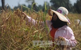 Thái Lan xem xét giảm diện tích trồng lúa