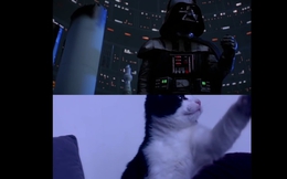 Không thể nhịn cười với chùm video mèo vào vai diễn viên chính trong phim bom tấn