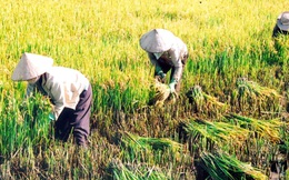 10 năm qua thu nhập của người nông dân trồng lúa Việt Nam đã giảm tới 7 lần, ngành gạo phải làm gì?