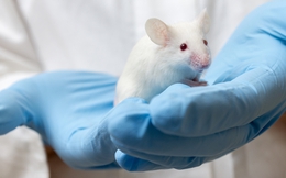 Tương lai chuột có thể trở thành "nhà máy" sản xuất máu cho con người?