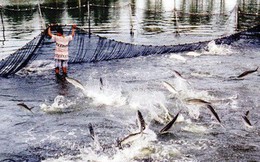 Vừa mừng vừa lo chuyện cá tra Việt ồ ạt xuất sang Trung Quốc – Góc nhìn từ người trong cuộc