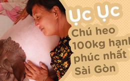 Người mẹ đơn thân ở Sài Gòn nuôi heo 100kg như thú cưng trong nhà: "Nó đang giảm cân, con gái con đứa gì mập quá chừng!"