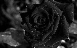 Hoa hồng đen nửa triệu đồng/bông vẫn hút khách dịp 20/10
