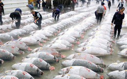 Kỷ nguyên mới cho chợ cá lâu đời nhất Nhật Bản, nơi xử lý 1.600 tấn hải sản mỗi ngày