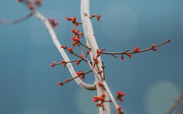 Hà Nội: Hàng cây phong lá đỏ từng được ví như những "cành củi khô" bắt đầu nảy lộc đúng dịp Tết