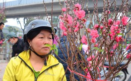 Người mua hoa lý giải việc phải chờ đến ngày 29, 30 Tết: "Cũng vì nhiều người bán hét giá cao quá!"