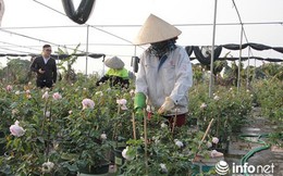 Ngắm vườn hoa hồng bạc tỷ độc nhất vô nhị của cô gái 9X Hà Nội