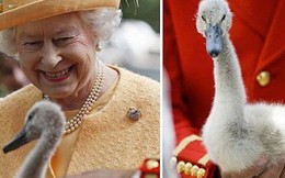 Anh: Ô tô cũng phải lùi bước trước thiên nga - loài chim quốc gia được chính Nữ hoàng "bảo hộ"