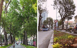 Chùm ảnh: Đường Tôn Đức Thắng trước và sau khi hàng trăm cây xanh bị đốn hạ để phát triển thành phố