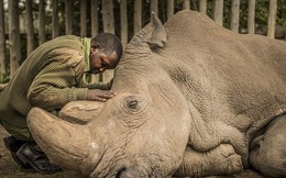 Những hình ảnh xúc động về cuộc đời của Sudan, con tê giác trắng đực cuối cùng trên trái đất