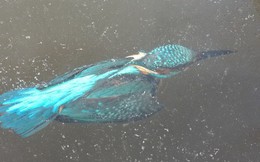 Châu Âu giá rét khủng khiếp, chim bói cá chết cứng khi xuống nước săn mồi