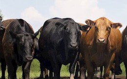Hãng thương mại điện tử Trung Quốc JD.com sẽ áp dụng nền tảng Blockchain để theo dõi nguồn gốc thịt bò nhập khẩu