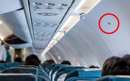 Đi máy bay nếu chỗ ngồi của bạn ở vị trí có ký hiệu hình tam giác màu đen này thì bạn rất may mắn nhé