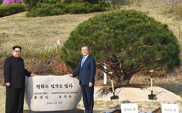 Cầu kỳ như cách nhà lãnh đạo Kim Jong Un và Tổng thống Hàn Quốc Moon Jae-in trồng cây hòa bình