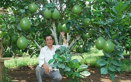 Có "bùa chú" này, người trồng cam Cao Phong, bưởi da xanh Bến Tre, hộ kinh doanh chả mực Hạ Long... sẽ thu lợi cao hơn từ đặc sản và dẹp nạn hàng giả mạo danh