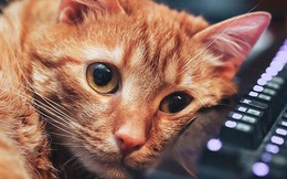 Đồng sáng lập Reddit đưa ra lý do tại sao cư dân mạng Internet lại yêu mèo đến thế, câu trả lời đơn giản đến bất ngờ