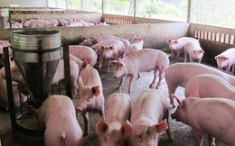Ngân hàng đã "gỡ khó" cho người nuôi lợn thế nào?