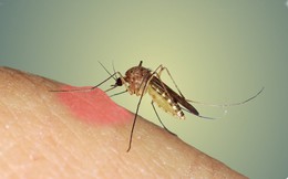 Nếu được cho lựa chọn diệt hết muỗi liệu bạn có đồng ý?