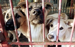 Hàn Quốc thực hiện cuộc cách mạng: Tòa án ra phán quyết giết thịt chó là bất hợp pháp