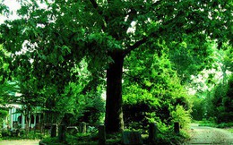 Ở Mỹ có một cây sồi "thừa kế" đất từ chính "cha" của nó, được luật pháp bảo vệ nên không ai dám động tới