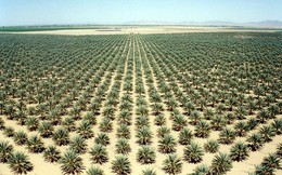 Các nhà khoa học đã trồng được cây tại sa mạc nóng tới 50 độ C