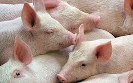 Giá thịt lợn hơi tăng cao kỷ lục, chạm mốc 57.000 đồng/kg