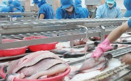 Chiến tranh thương mại Mỹ - Trung: Cơ hội cho cá tra Việt Nam tại thị trường Mỹ