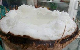 Dừa sáp 250.000 đồng/quả, nông dân rủ nhau mua dừa giống về trồng