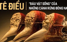 Nước mắt chim Tê Điểu: “Báu vật sống” bị săn lùng vì có chiếc mỏ đắt gấp 3 lần ngà voi