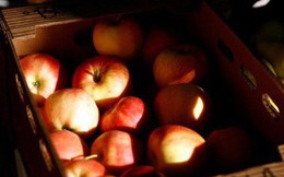 Nông dân trồng táo Mỹ lo bị Trung Quốc trả đũa
