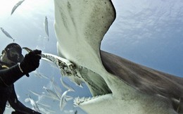 Xác nhận loài cá mập đầu tiên trong lịch sử biết... ăn chay mà vẫn sống khỏe mạnh