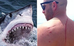 Thoát chết khỏi hàm răng cá mập, không lâu sau, anh phát hiện ra chính con cá đã cứu anh một mạng