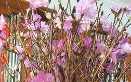 Sự thật về hoa đỗ quyên ngủ đông - "cành củi khô" bị tẩm hóa chất?