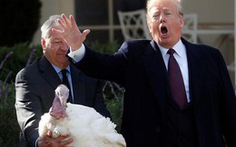 Tổng thống Trump xá tội cho gà tây dịp Lễ Tạ ơn