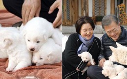 Tổng thống Hàn Quốc khoe đàn chó được Nhà lãnh đạo Triều Tiên tặng