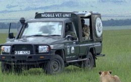 Cứu sư tử con bị đầu độc, đoàn làm phim BBC vô tình vi phạm một trong những quy tắc quan trọng với thiên nhiên hoang dã