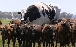 Sự thật ít người biết đằng sau con bò "The Rock" cao hơn mét 9 nặng gần tấn rưỡi đang gây bão cư dân mạng