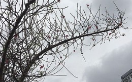 Hoa đào bung nở trong giá rét, khoe sắc trên phố Hà Nội