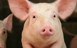 Luật cấm đánh đập trâu, bò, lợn và câu chuyện hội nhập của Việt Nam