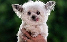 Norbert - chú chó hot Instagram dùng sự cute vô đối chữa lành vết thương tâm hồn cho mọi người