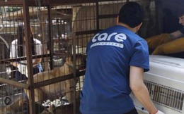 Tổ chức bảo vệ động vật hàng đầu Hàn Quốc bị tố giết hại hàng trăm con chó để kiếm thêm tiền quyên góp