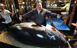 ‘Ông trùm’ sushi Nhật bỏ ra số tiền kỷ lục 3,1 triệu USD để mua một con cá ngừ