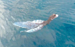 Thông tin bất ngờ về con vật lạ như tà áo dài xuất hiện ở biển Phú Quý